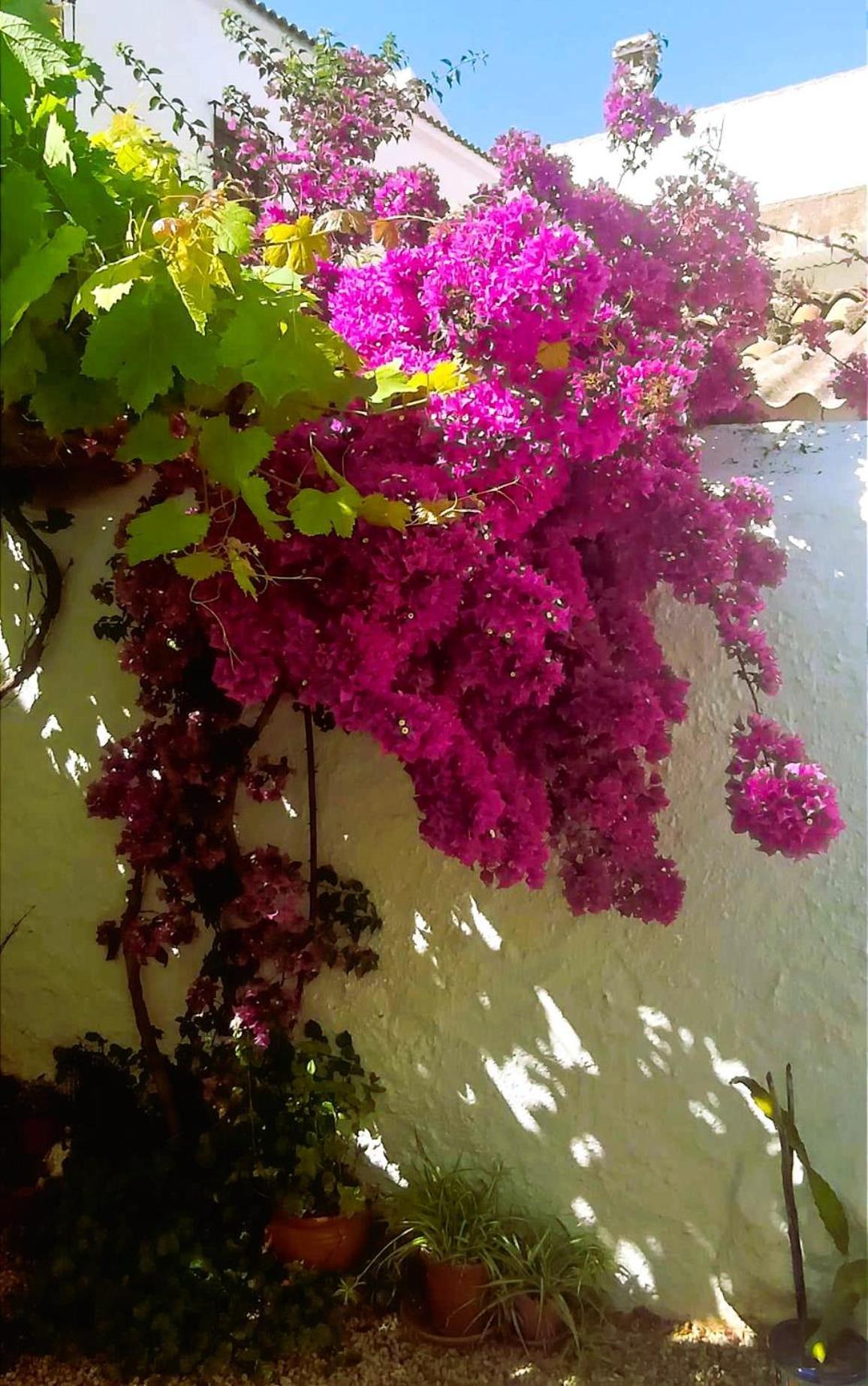 Casa Shyshka Country Cottage Periana Buitenkant foto
